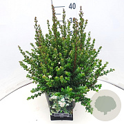 Luma apiculata 30-40 cm 10L