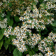Aster macrophyllus GM P9