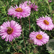 Aster n.-a. 'Barr's Pink' GM P9