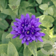 Campanula glom. 'Superba' GM P9