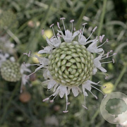 Cephalaria leucantha GM P9