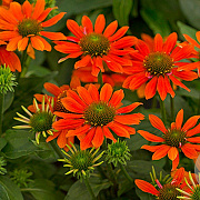 Echinacea Sombrero Adobe Orange GM P9