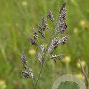 Festuca rubra GM P9