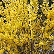 Forsythia int. 'Spectabilis' 25 cm P12