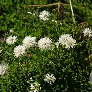 Globularia cordifolia 'Alba' GM P9