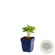 Helleborus o. 'Red Lady' GM  P11