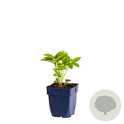 Helleborus o. 'White Lady' GM  P11