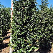 Ilex aquipernyi Dragon Lady 200-225 cm draadkluit extra