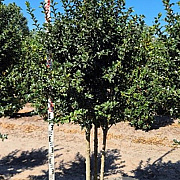 Ilex aquipernyi Dragon Lady 200-225 cm draadkluit stam
