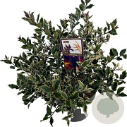 Ilex  Ingrammii 15 cm P12