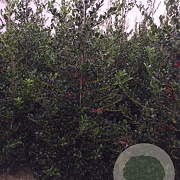 Ilex aq. 'J.C. van Tol' 15 cm P12