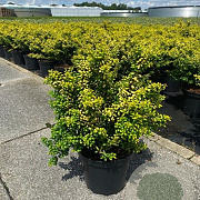 Ilex crenata 'Convexed Gold' 15 cm P12