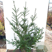 Ilex crenata 'Convexa' 15 cm P12