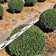 Ilex crenata 'Caroline Upright' 60 cm draadkluit bol