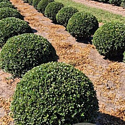 Ilex crenata 'Caroline Upright' 70 cm draadkluit bol