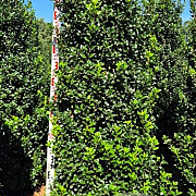 Ilex meserv. 'Heckenstar' 200-225 cm draadkluit extra