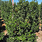 Ilex meserv. Blue Maid 150-175 cm draadkluit extra