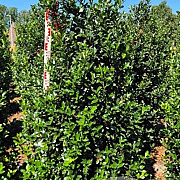 Ilex meserv. Blue Maid 175-200 cm draadkluit extra
