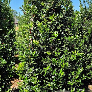 Ilex meserv. Blue Maid 200-225 cm draadkluit extra