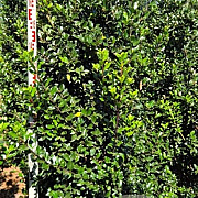 Ilex meserv. 'Blue Prince' 200-225 cm draadkluit extra