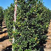 Ilex meserv. Heckenfee 150-175 cm draadkluit extra
