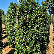 Ilex meserv. Heckenfee 175-200 cm draadkluit extra
