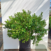 Ilex meserv. Little Rascal 15 cm P12