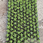 Lavandula ang. 'Hidcote' GM stektray 150 gaats