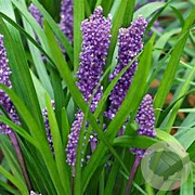 Liriope muscari 'Big Blue' GM stektray 73 gaats
