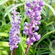 Liriope muscari 'Ingwersen' GM stektray 73 gaats