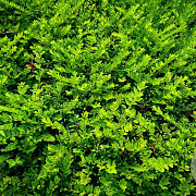 Lonicera nit. 'Tiny Green' 20 cm P15