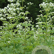 Napaea dioica GM P9