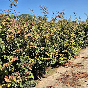 Parrotia persica 'Vanessa' 175-200 cm draadkluit