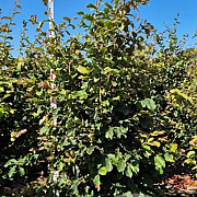Parrotia persica 'Vanessa' 200-225 cm draadkluit