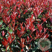 Photinia fraseri Carré Rouge 30-40 cm P17