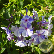 Phlox (P) 'Gzhel' GM P9