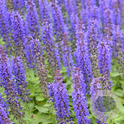 Salvia nem. Sensation Deep Blue GM P9