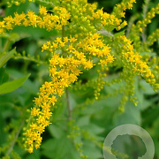 Solidago rugosa GM P9
