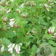 Symphytum grand. 'Hidcote Pink' GM P9