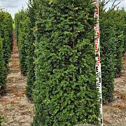 Taxus baccata 150-175 cm draadkluit extra