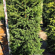 Taxus baccata 175-200 cm draadkluit extra