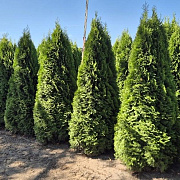 Thuja occ. 'Smaragd' 225-250 cm draadkluit extra