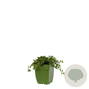 Thymus puleg. 'Tabor' GM  P11