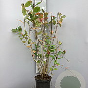Aronia melanocarpa 80-100 cm 5,0L