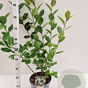 Aronia melanocarpa 80-100 cm 5,0L