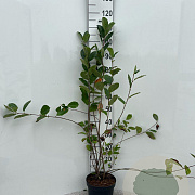 Aronia melanocarpa 80-100 cm 5,0L