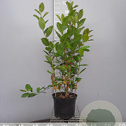 Aronia melanocarpa 80-100 cm 5,0L