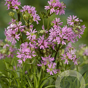 Lychnis alpina 'Rosea' GM P9