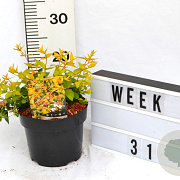 Abelia grandifl. 'Francis Mason' 40-60 cm 3,0L