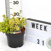 Abelia grandifl. Jelly Beans 40-60 cm 3,0L